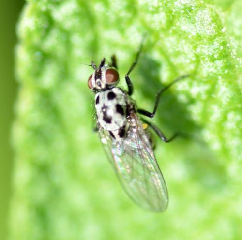 Réf. 196 254 : Anthomyia sp.